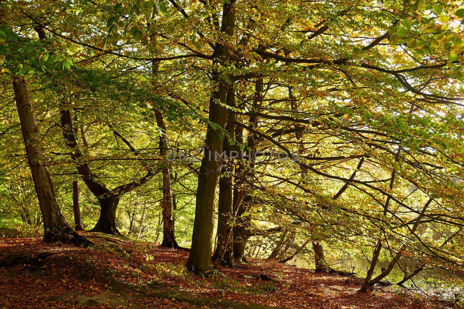 Red yellow and colorful autumn fall colors in the forest classical nature outdoors image