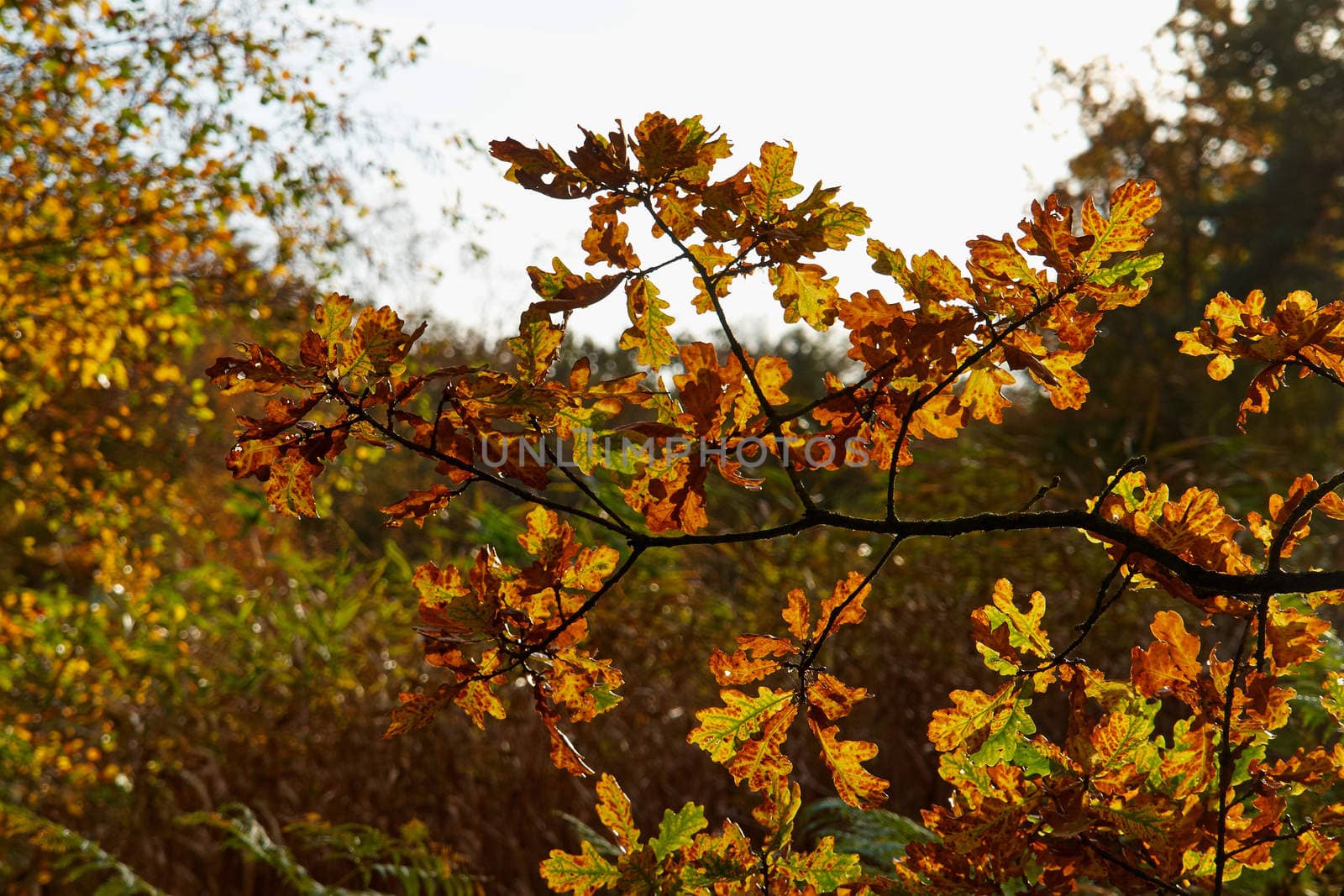 Red yellow and colorful autumn fall colors in the forest classical nature outdoors image