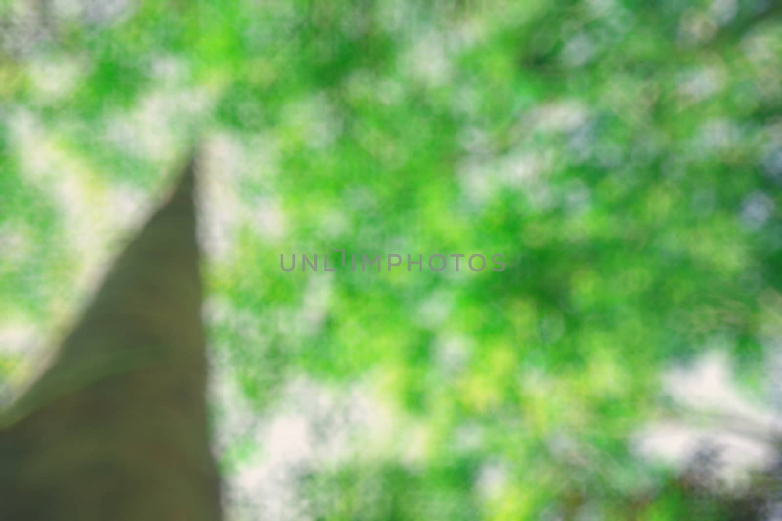 abstract natural blur background, defocused leaves, bokeh by teerawit