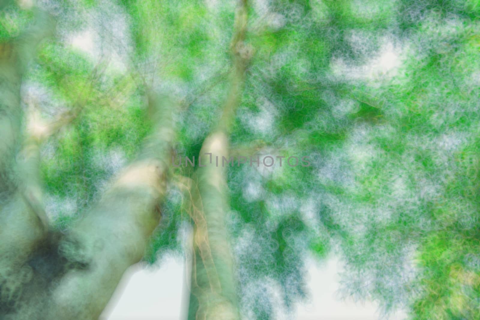 The warm spring sun shining through the canopy of tall beech trees, nature background