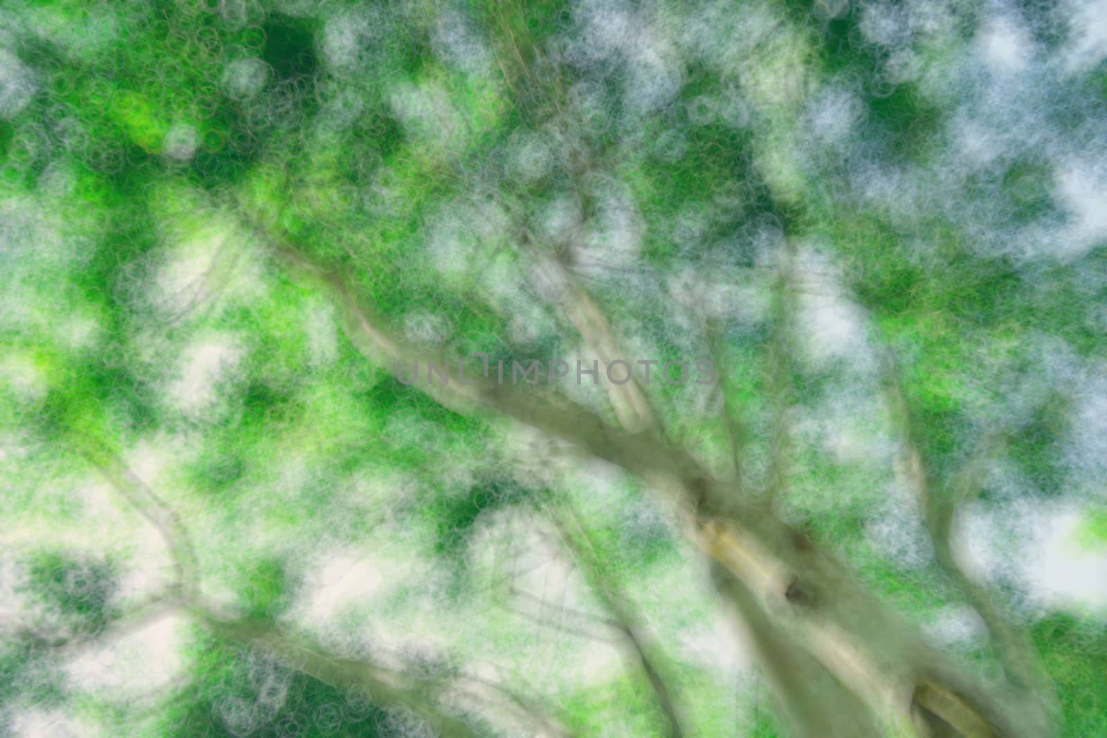 abstract natural blur background, defocused leaves, bokeh by teerawit