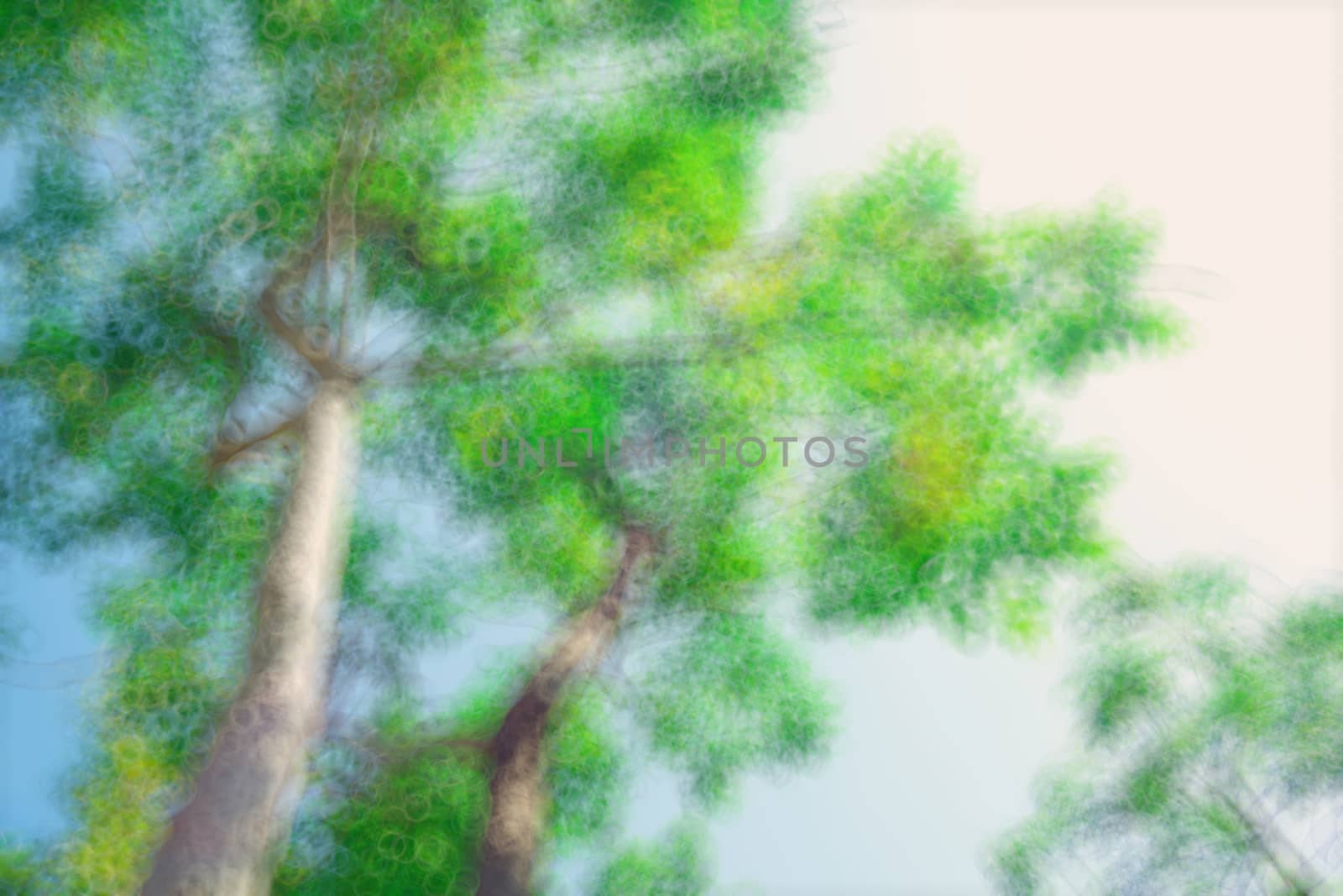 abstract natural blur background, defocused leaves, bokeh by teerawit