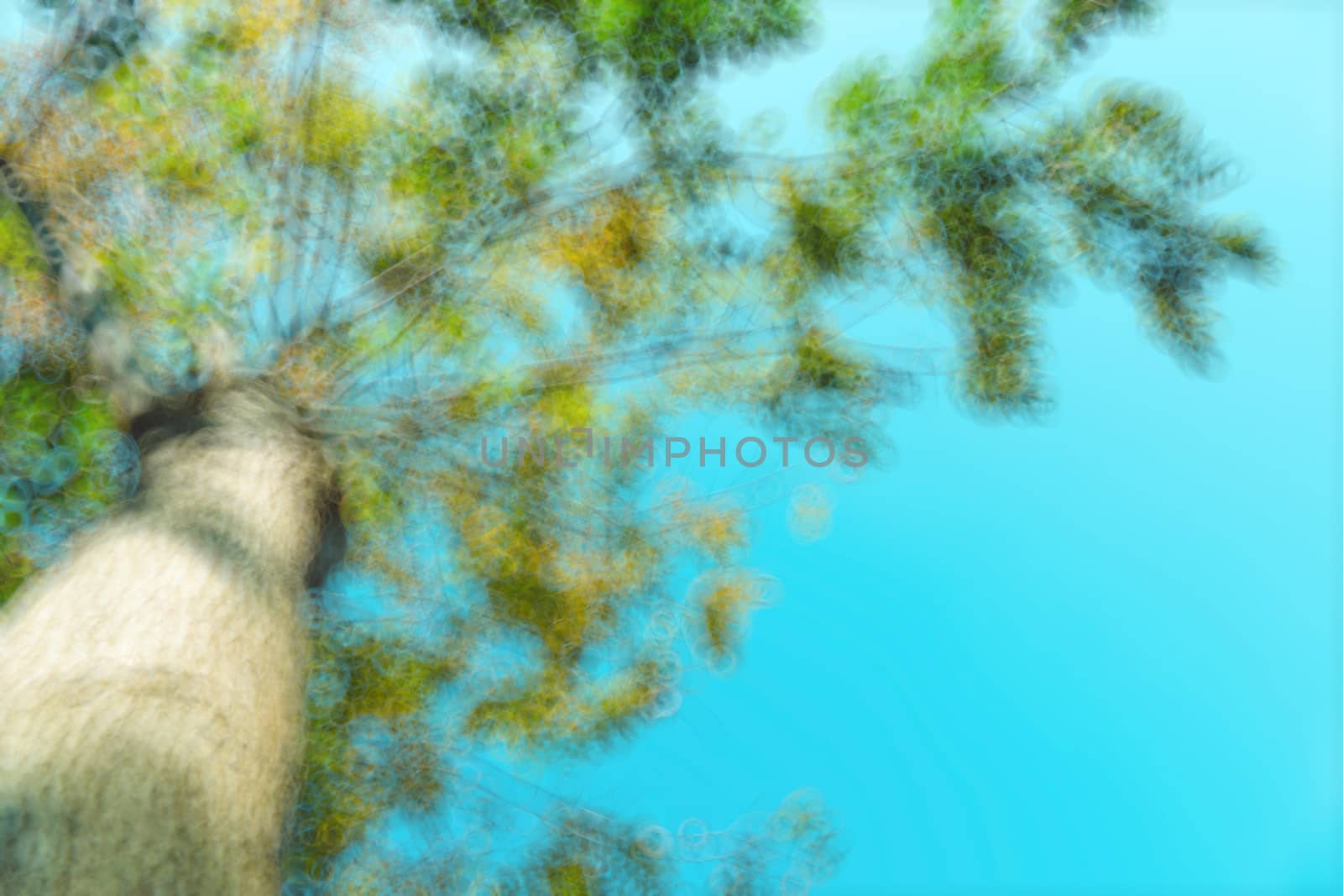 The warm spring sun shining through the canopy of tall beech trees, nature background