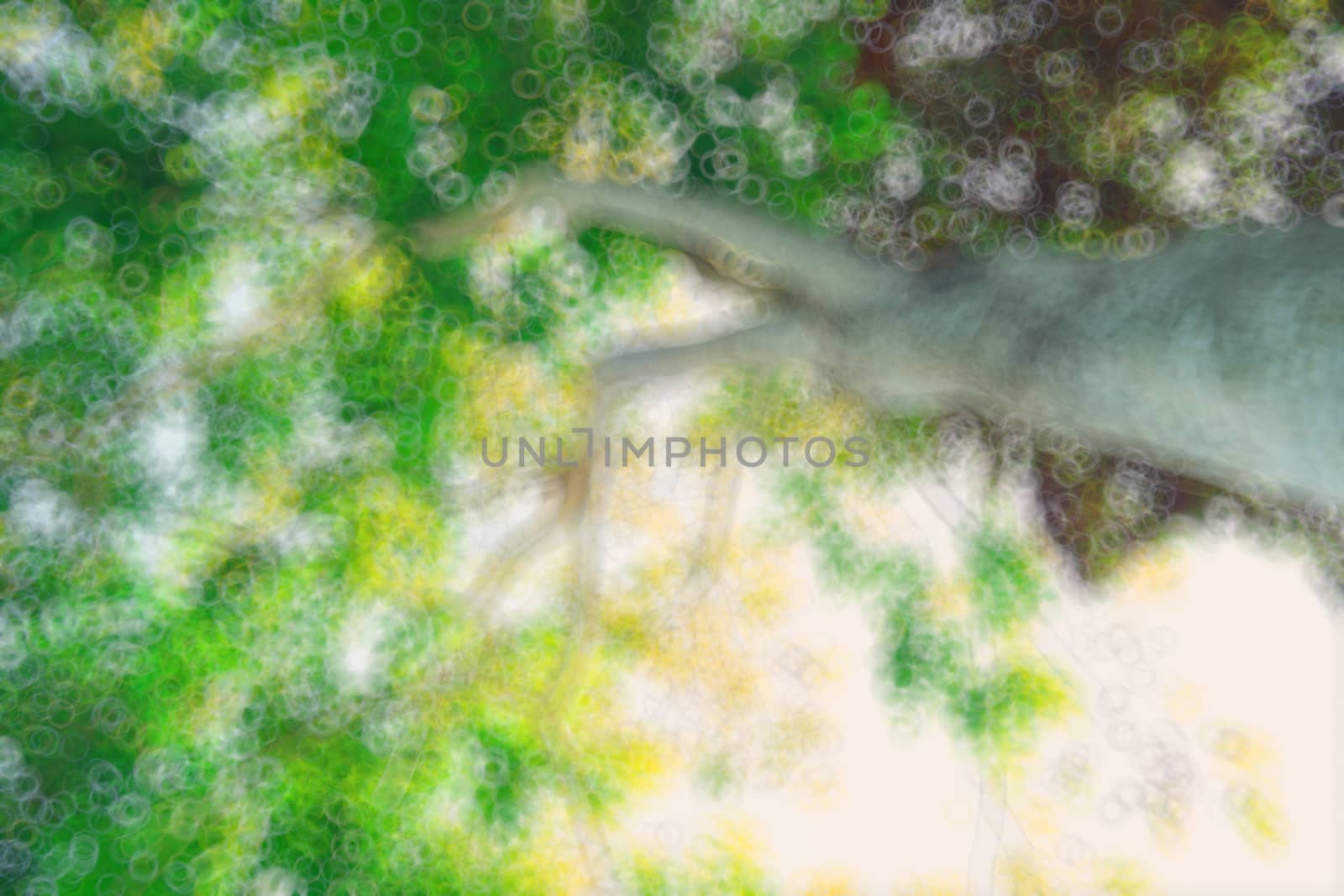 abstract natural blur background, defocused leaves, bokeh by teerawit