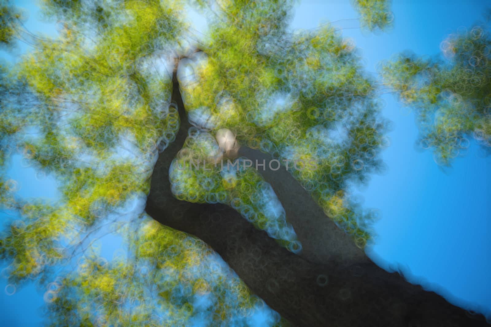 The warm spring sun shining through the canopy of tall beech trees, nature background