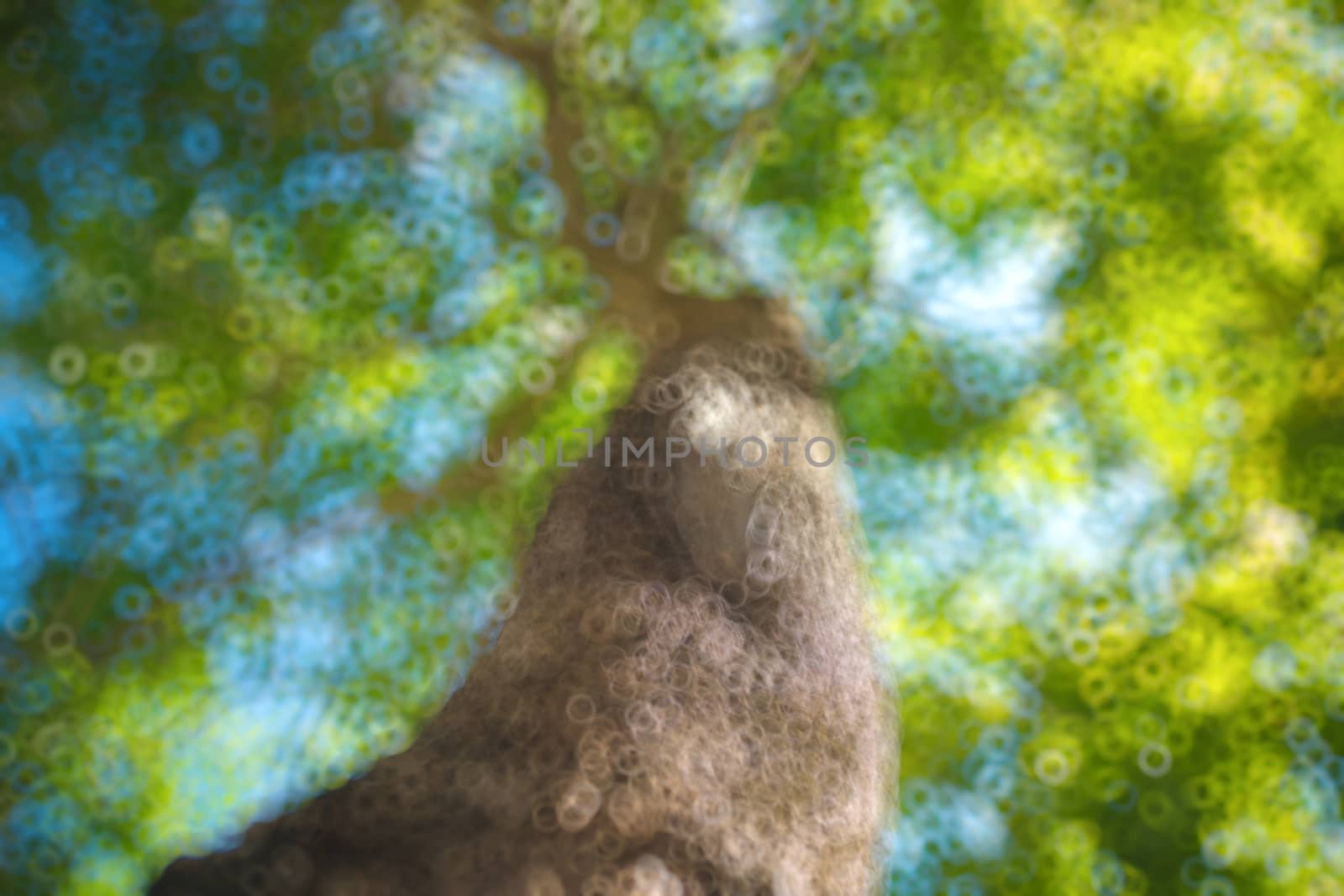 abstract natural blur background, defocused leaves, bokeh by teerawit