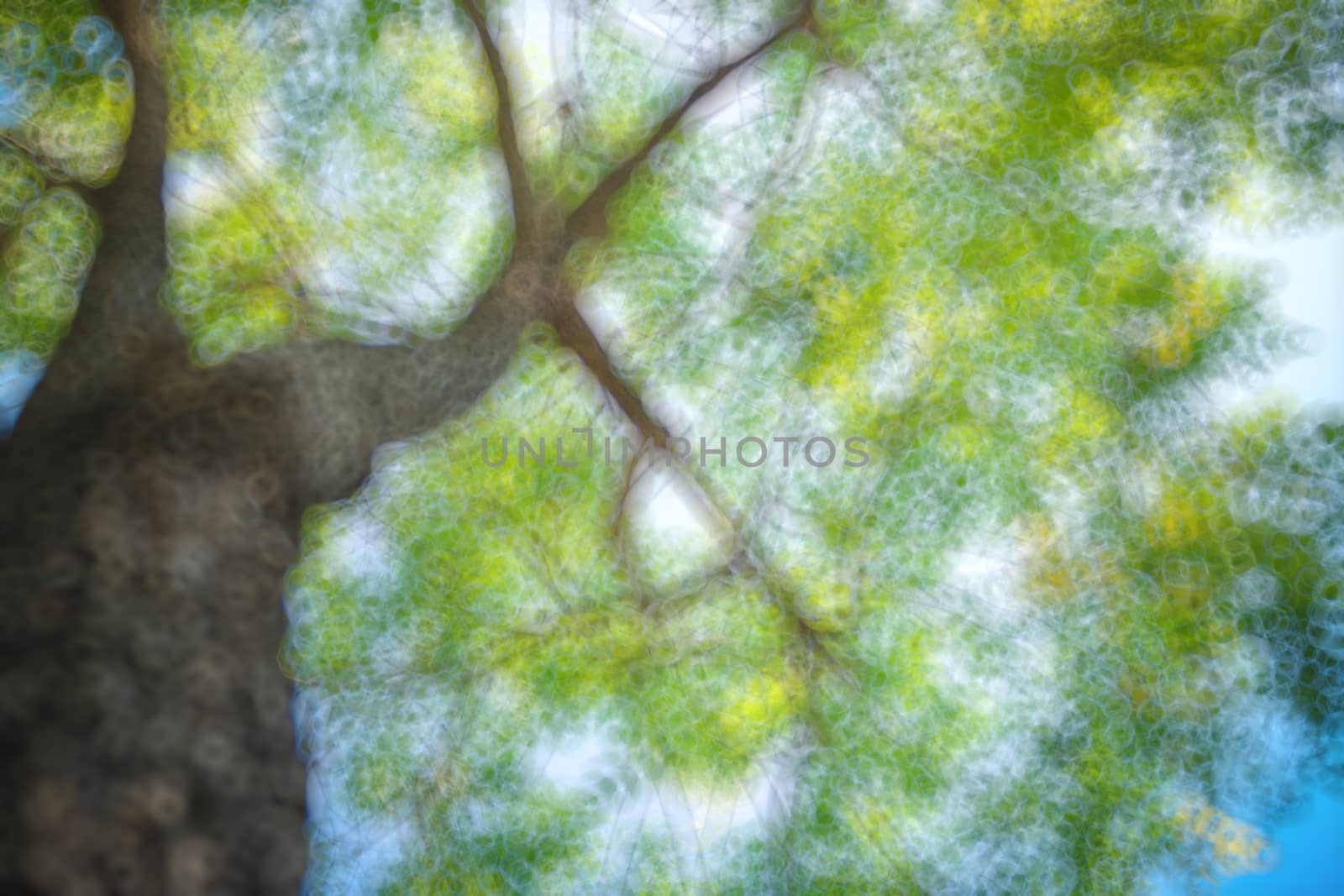 abstract natural blur background, defocused leaves, bokeh by teerawit