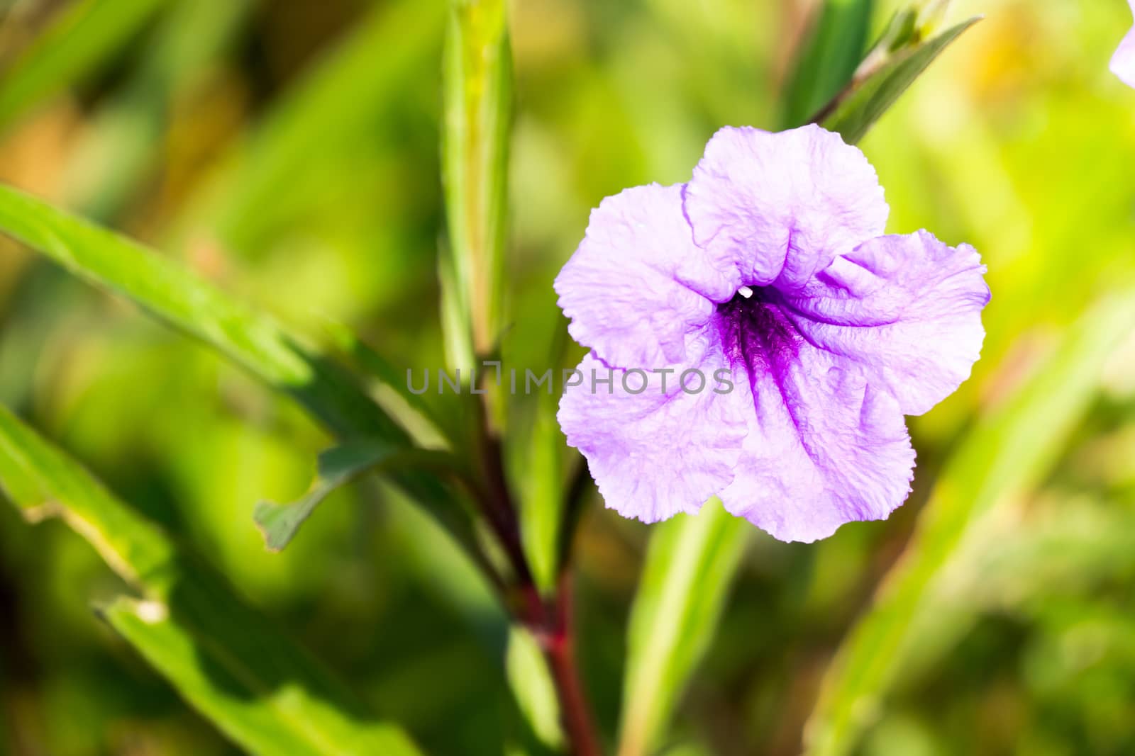 The background image of the colorful flowers by teerawit