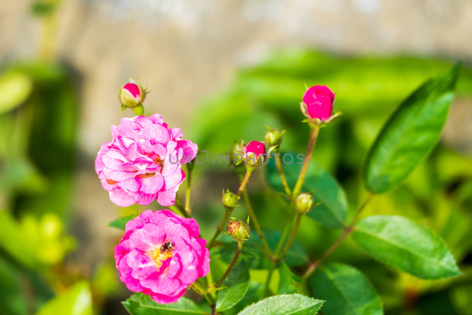 Roses in the garden filtered by teerawit