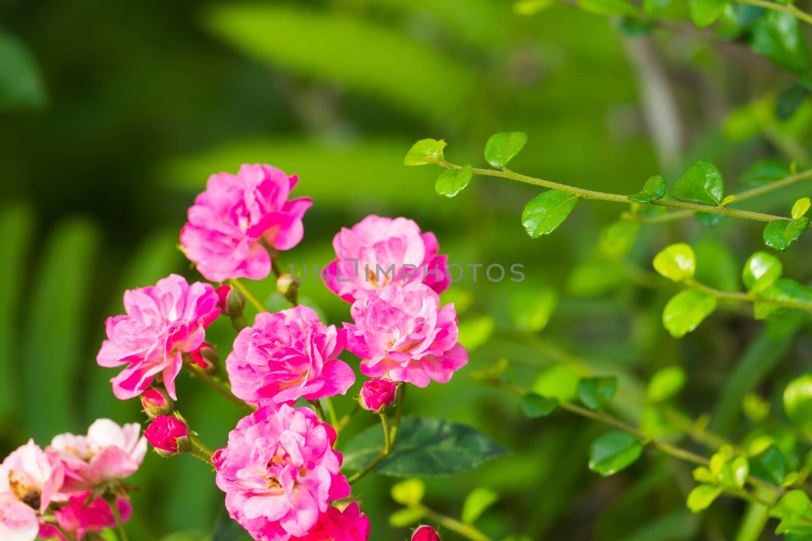 Roses in the garden filtered by teerawit