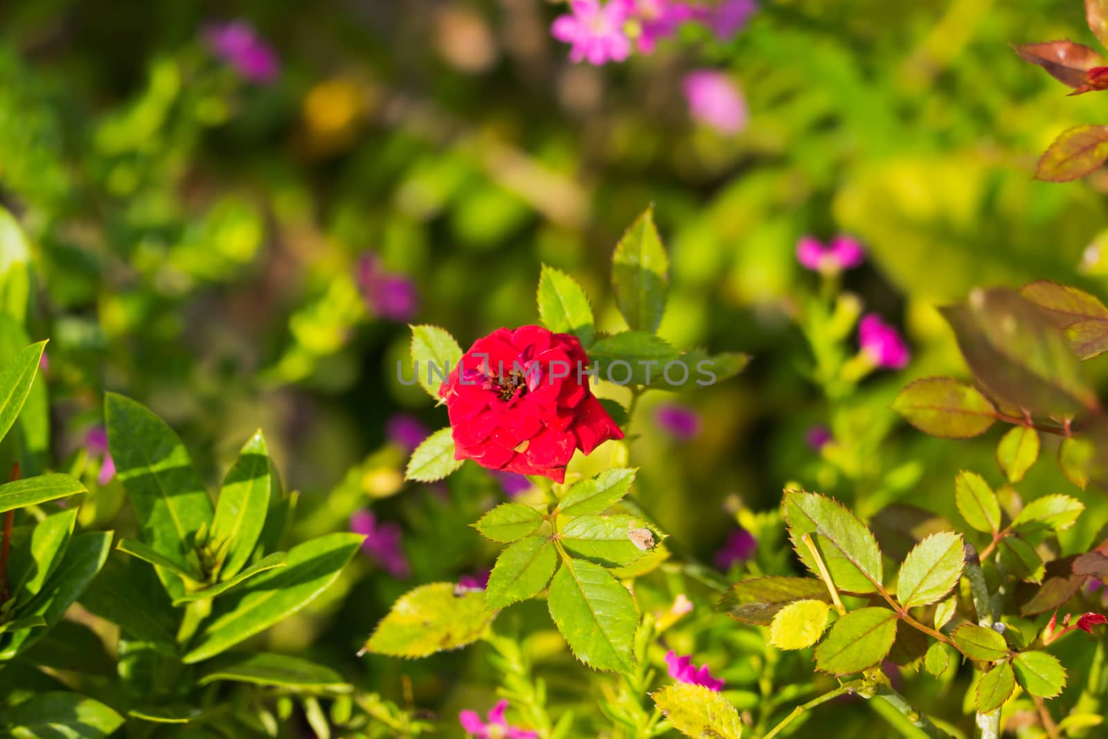 Roses in the garden filtered, Roses are beautiful with a beautiful sunny day.