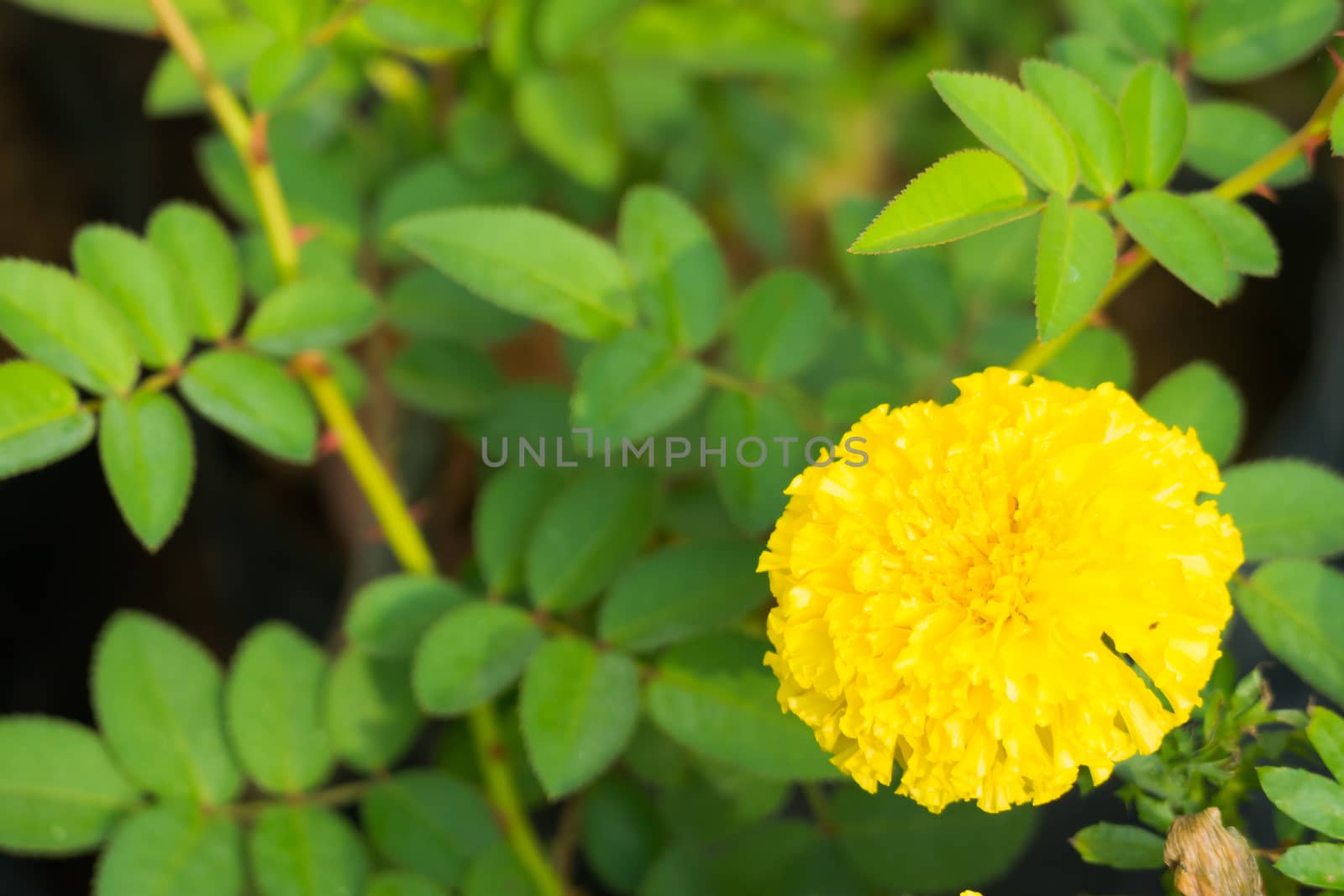 The background image of the colorful flowers by teerawit