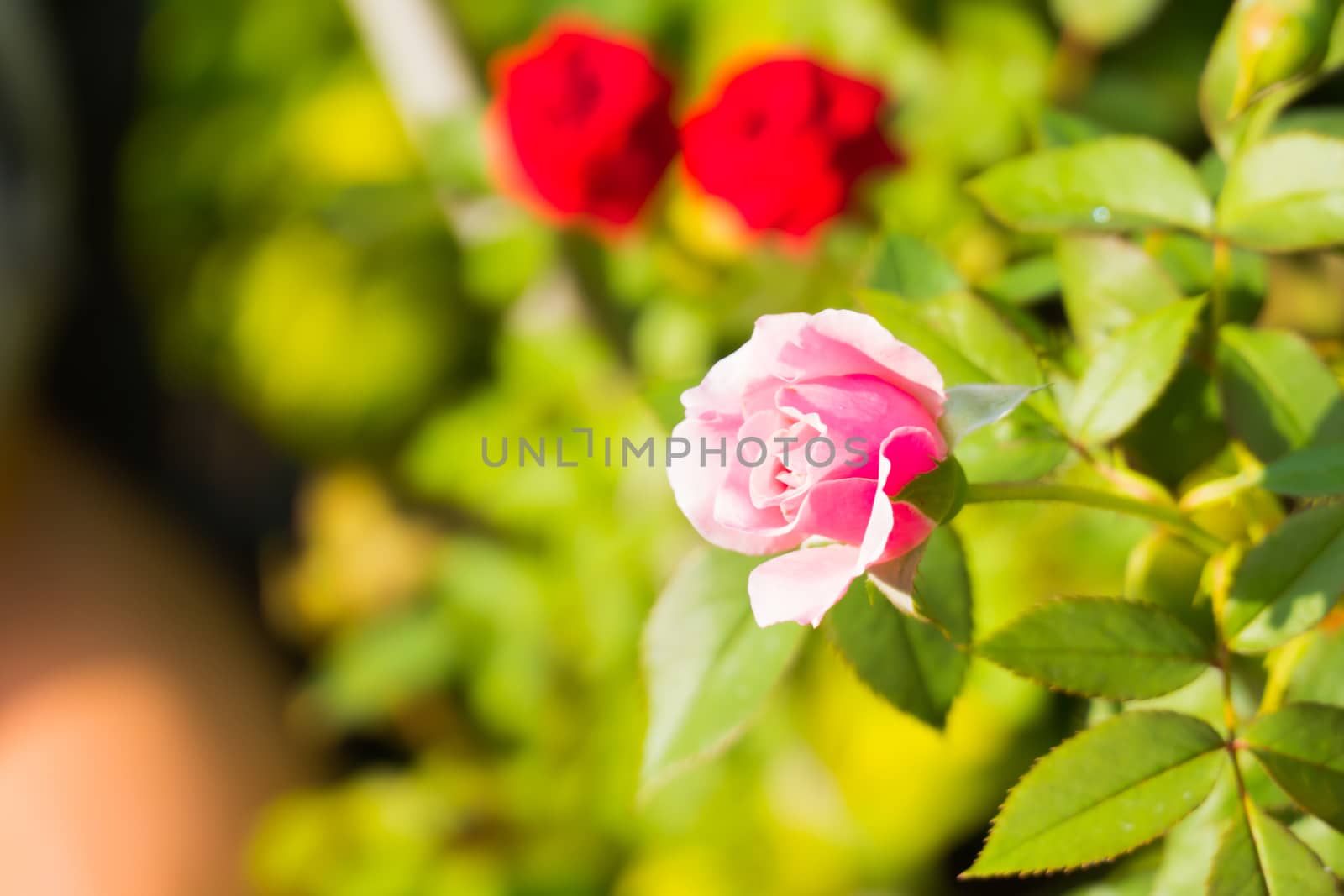 Roses in the garden filtered by teerawit