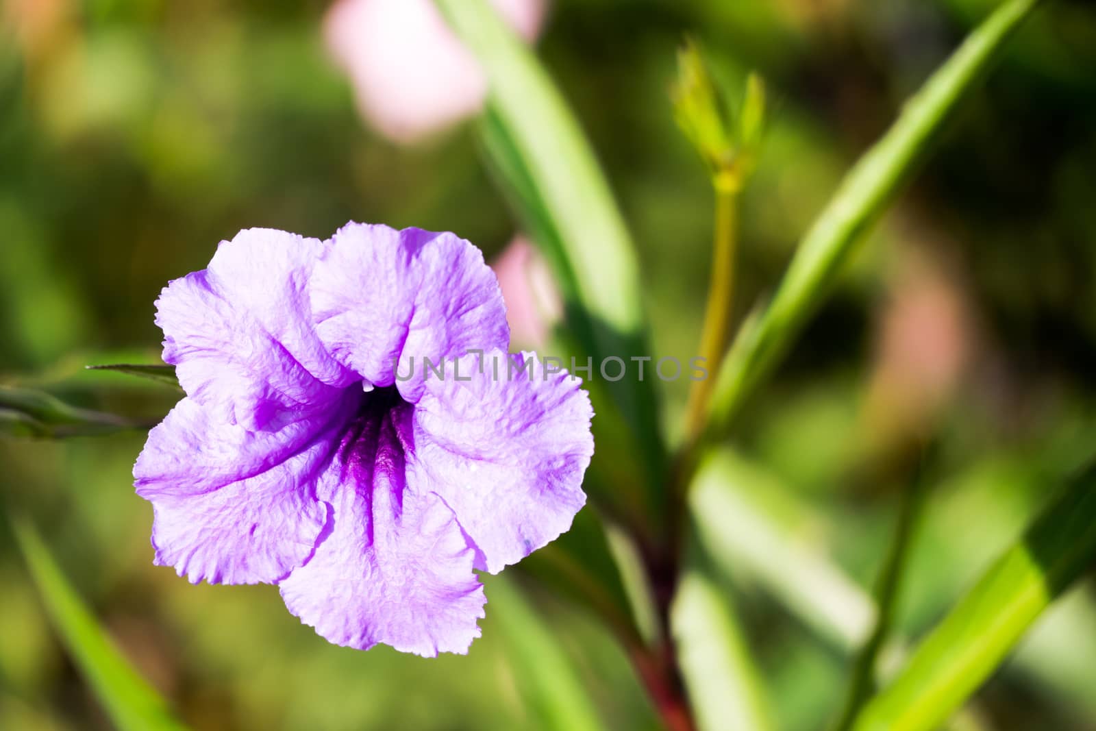 The background image of the colorful flowers by teerawit