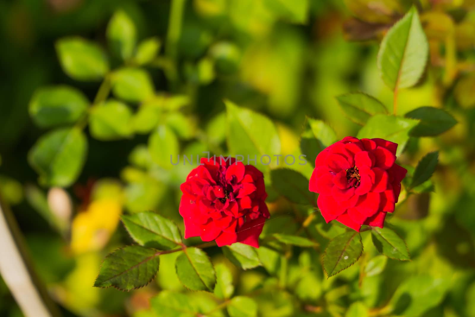 Roses in the garden filtered, Roses are beautiful with a beautiful sunny day.