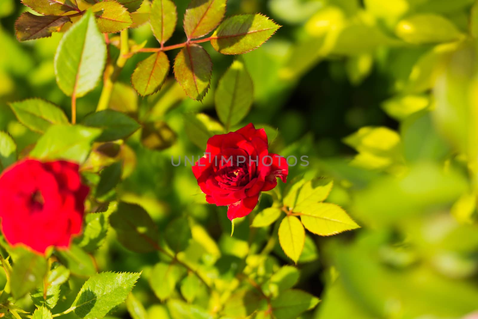 Roses in the garden filtered by teerawit