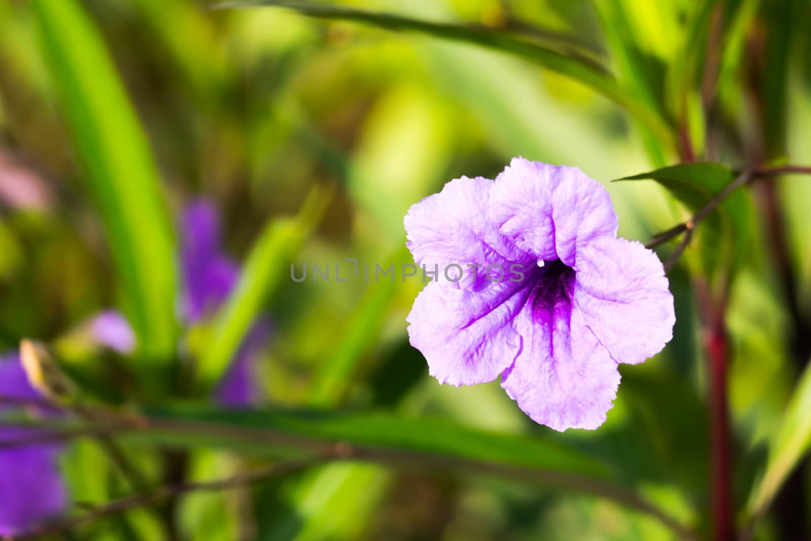 The background image of the colorful flowers by teerawit