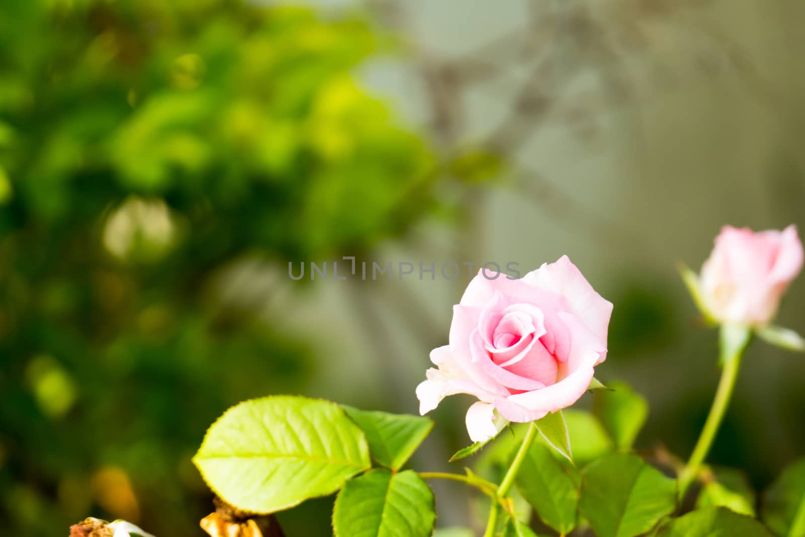 Roses in the garden filtered by teerawit