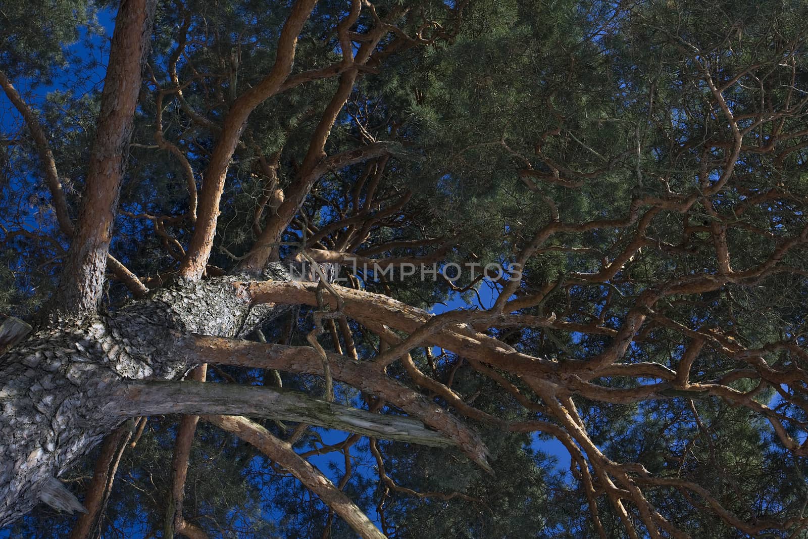 Trunk and crown of pine against the blue sky.







Pine.