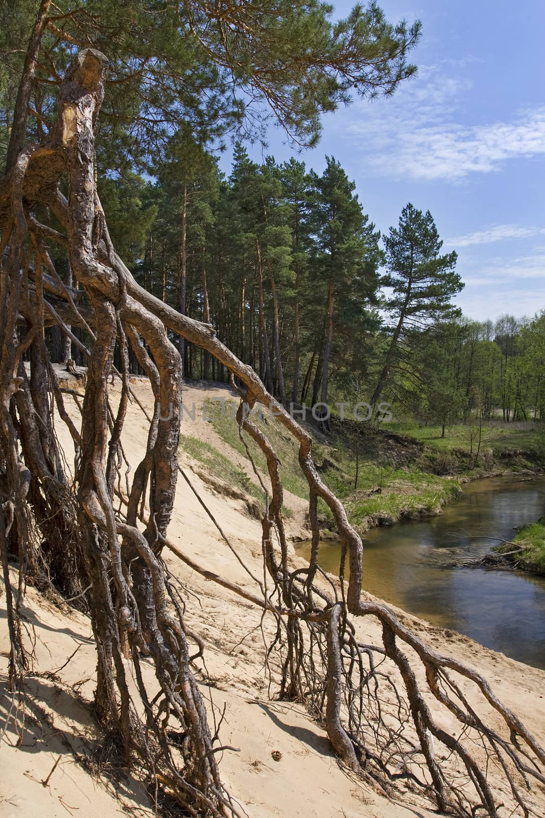 Pine forest on the shore of the river.







Pine roots.