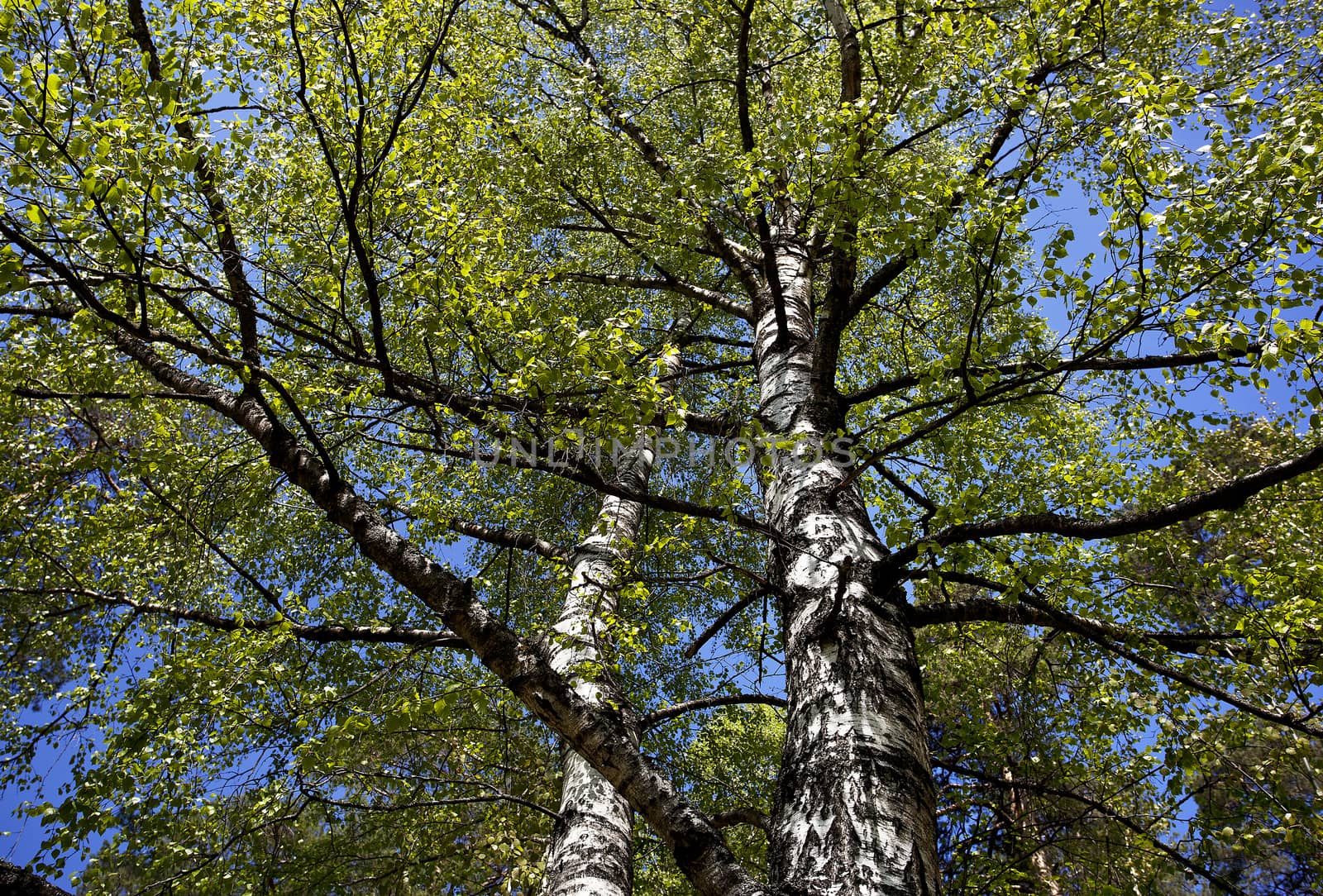 Crohn's birch with branches and leaves in the spring.