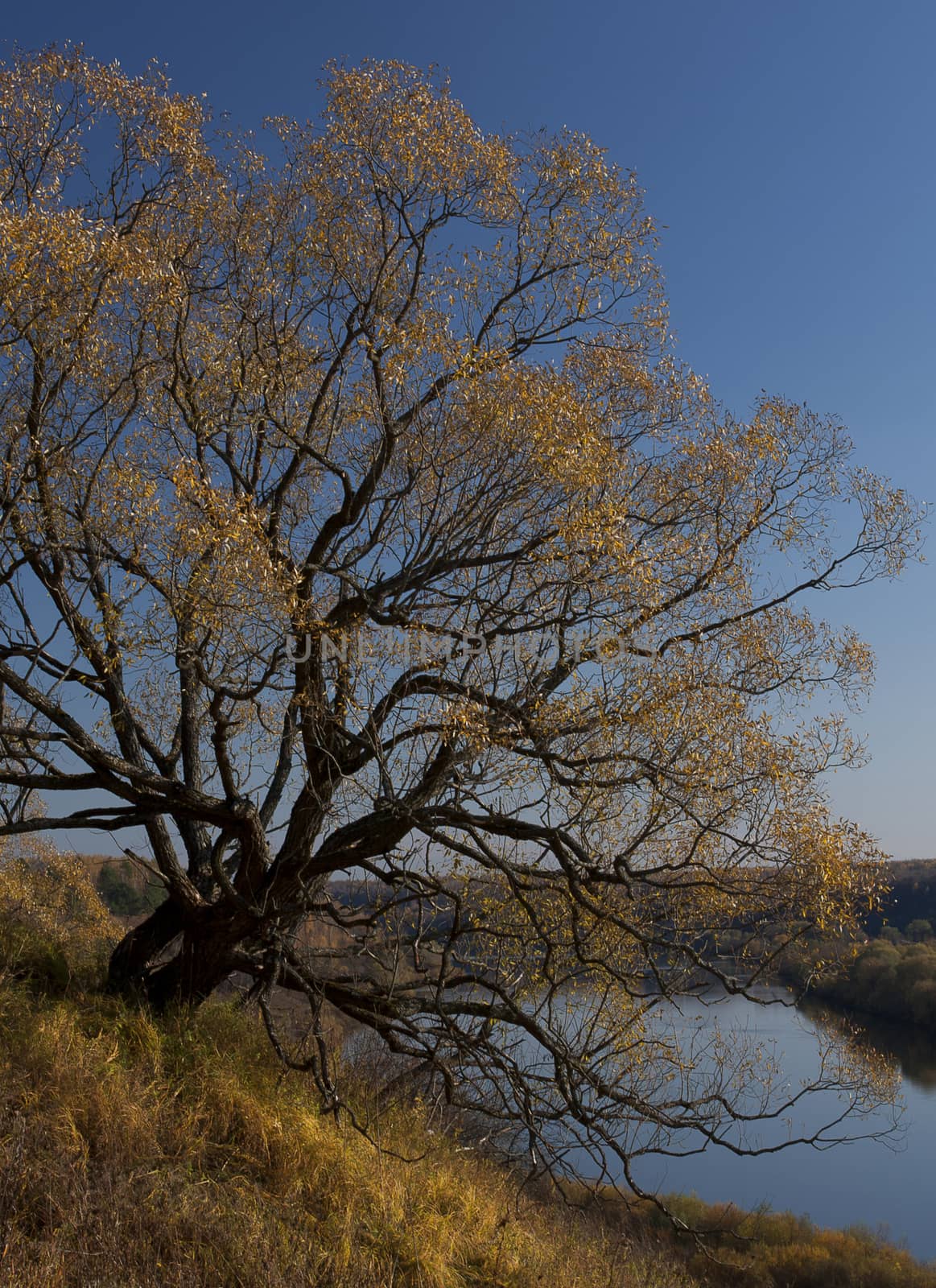 Autumn tree on a high bank of the river.
