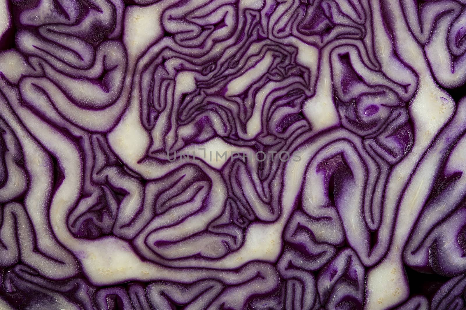 Curlicue red cabbage leaves.