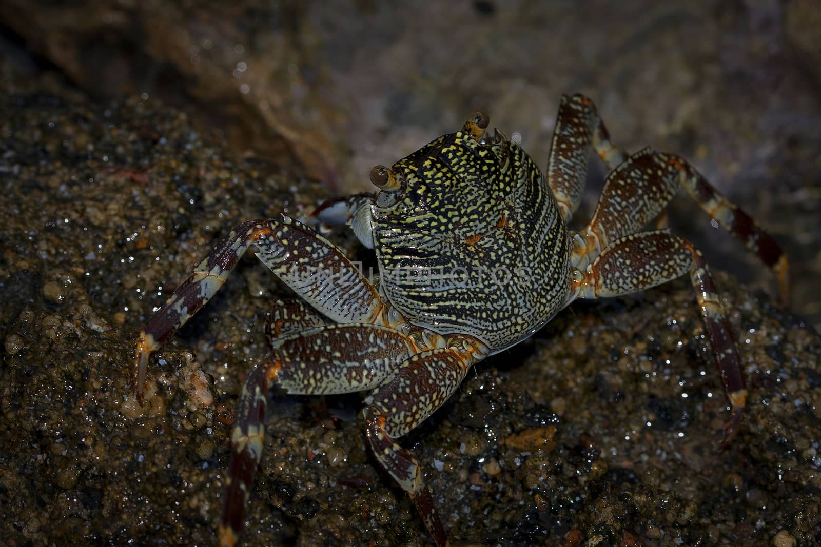 Crab, cancer hermit on a rocky beach.