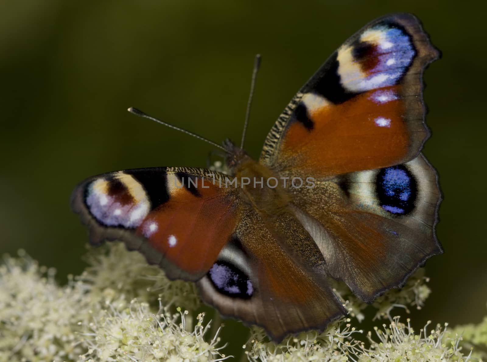 Motley butterfly sitting on a flower forest.