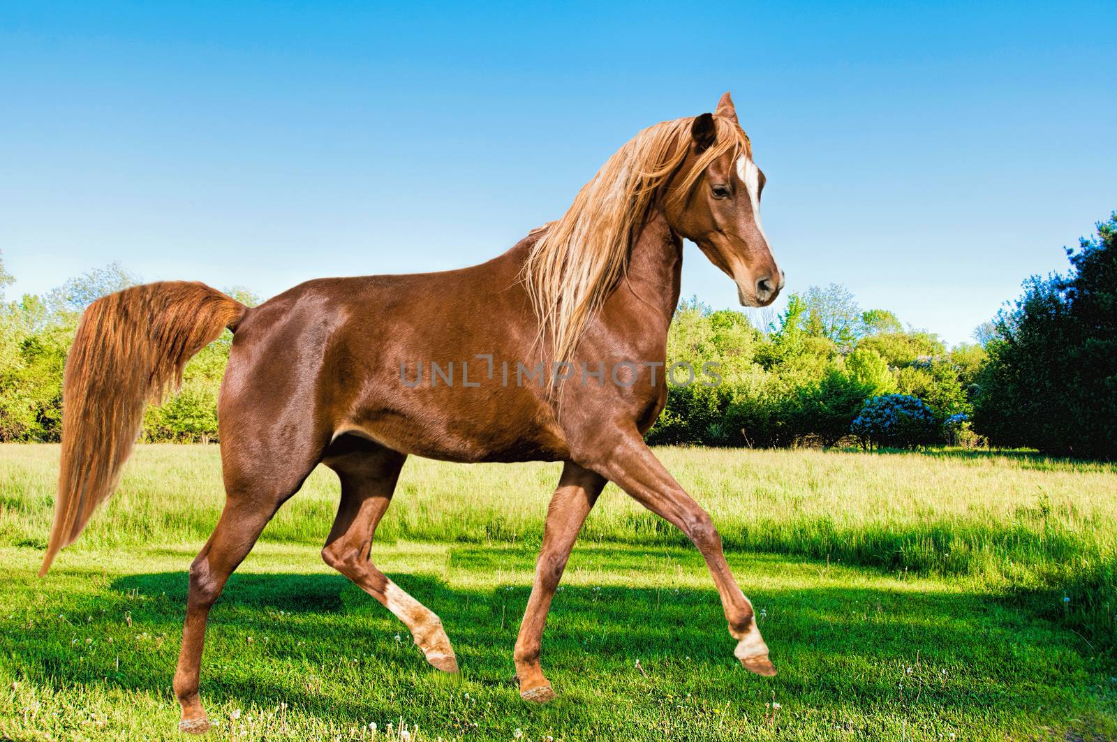 Dancing in the meadow beautiful high horse gently puts his feet