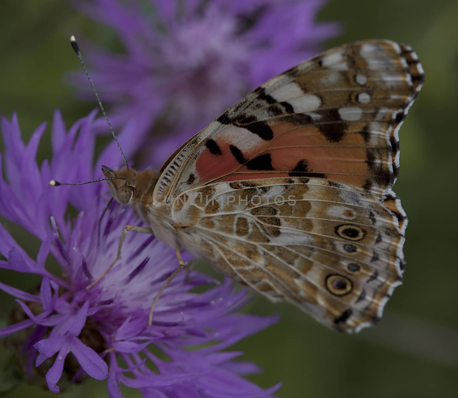 Motley butterfly sitting on a flower forest.