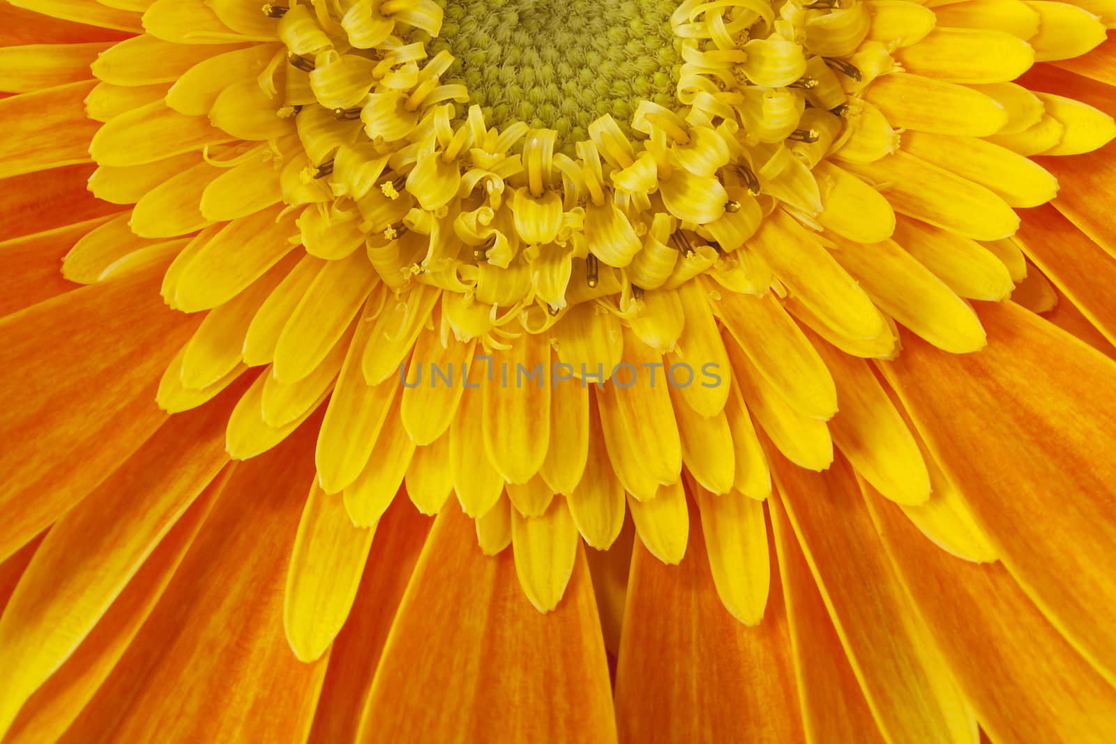 orange gerbera flower closeup with petals and stamens.