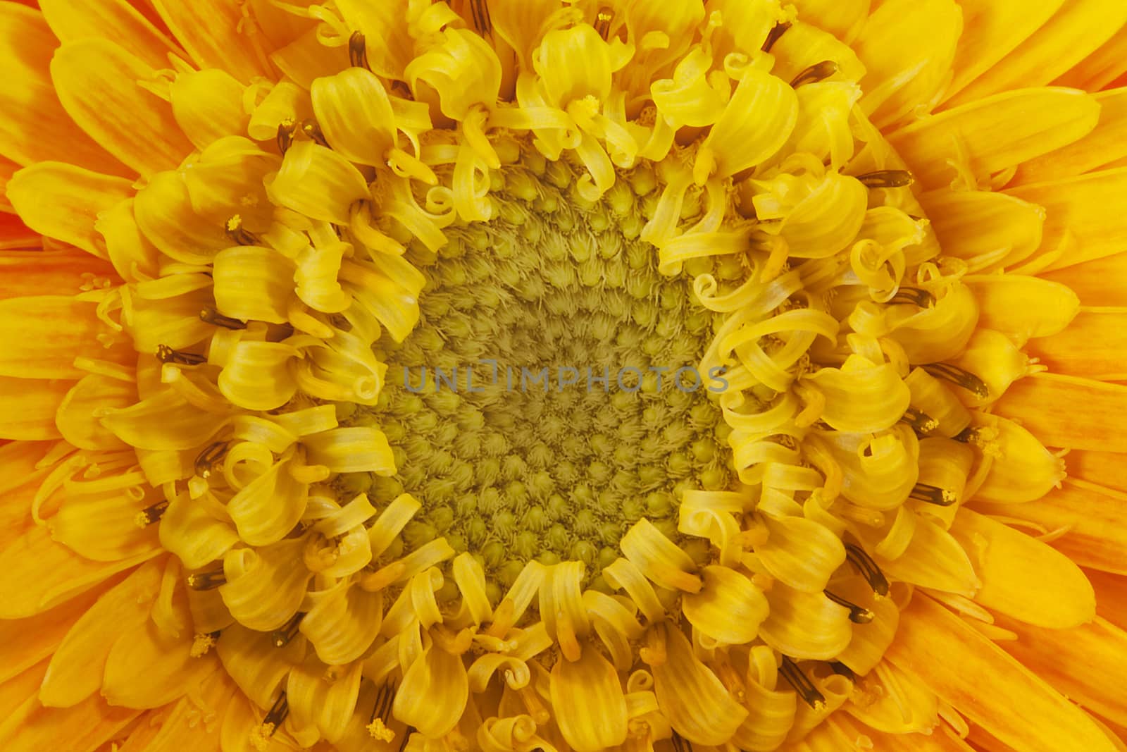 gerbera flower. by sergey_pankin