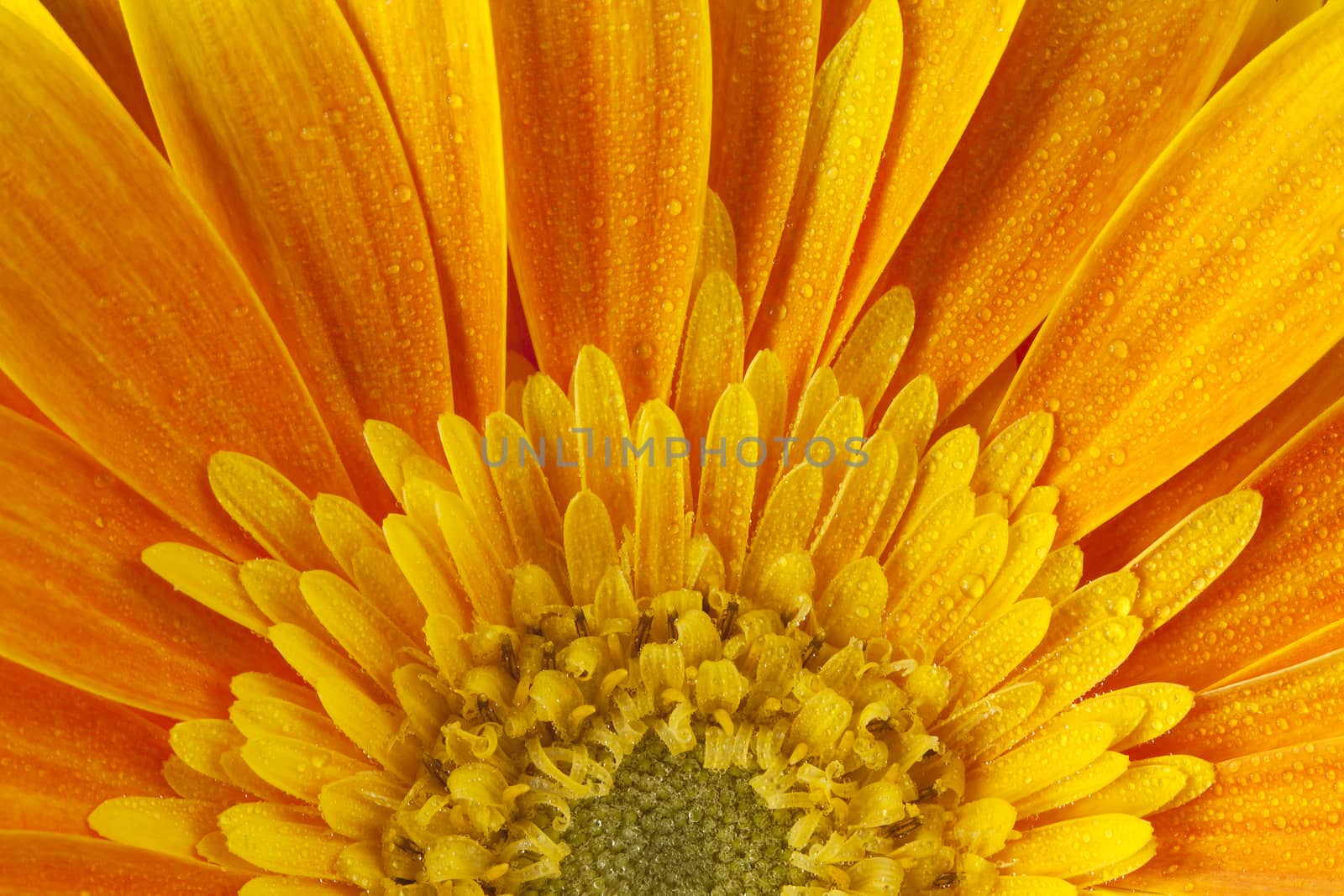 orange gerbera flower closeup with petals and stamens.