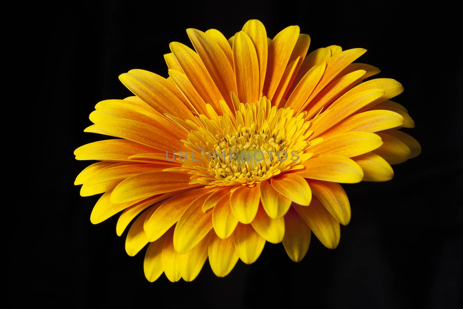 orange gerbera flower closeup with petals and stamens.