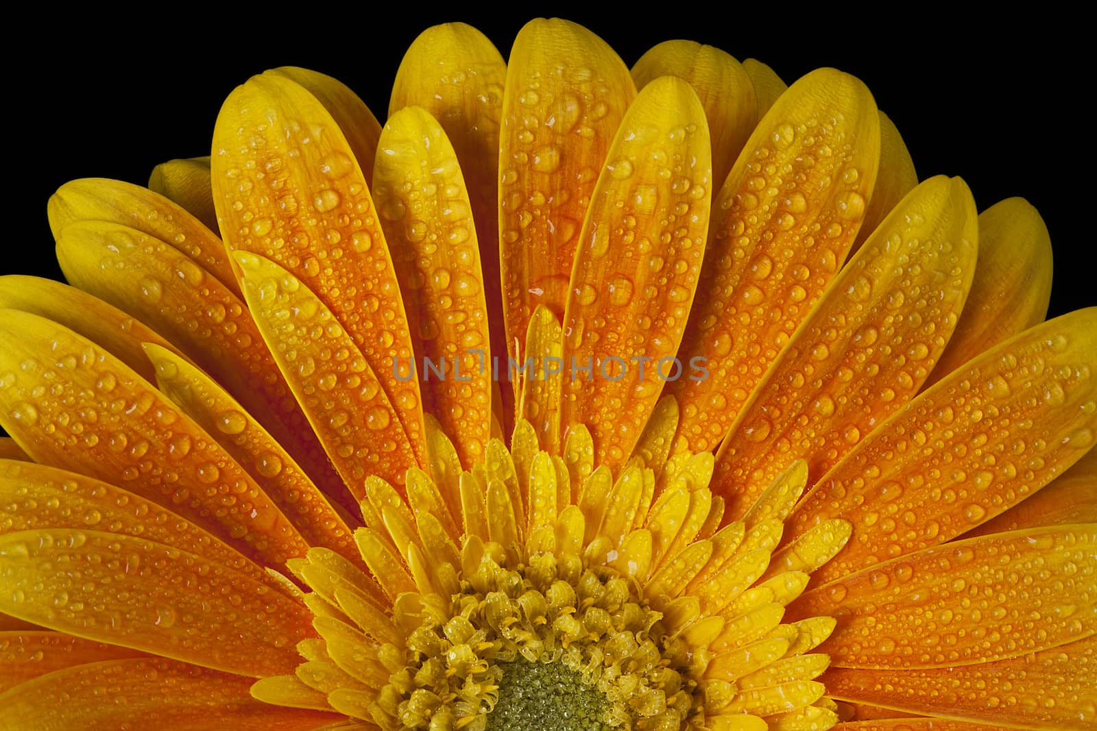 orange gerbera flower closeup with petals and stamens in the drops of dew.