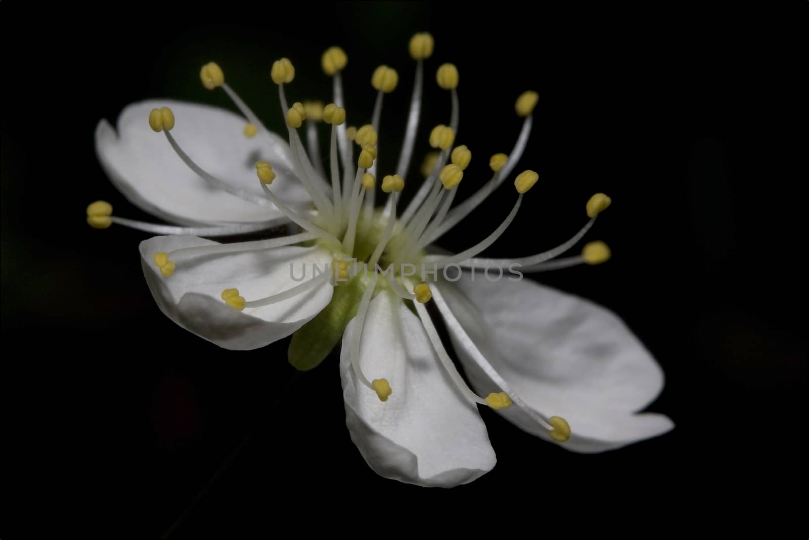 White cherry flower on a black background.