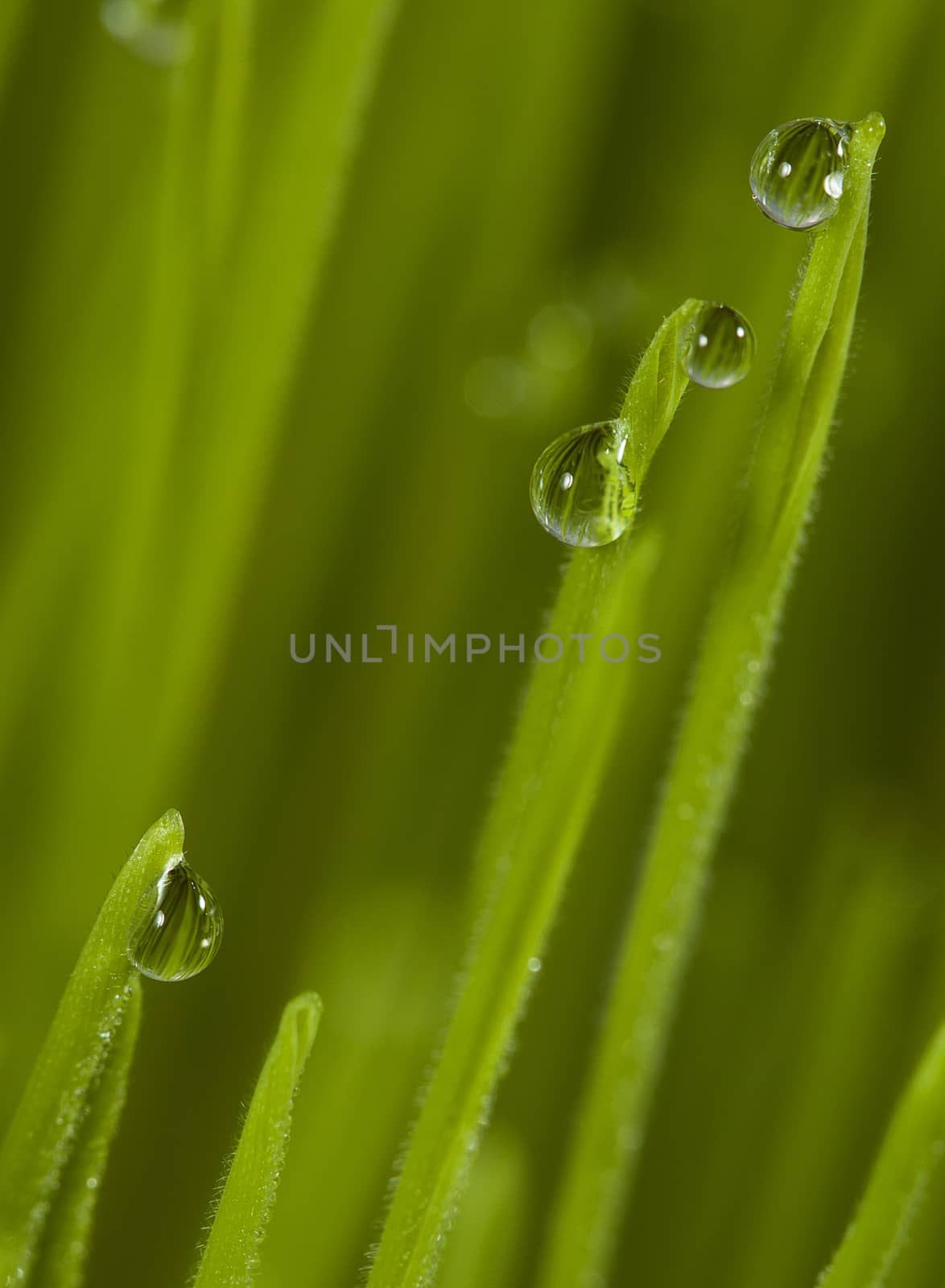 green grass with dew drops.