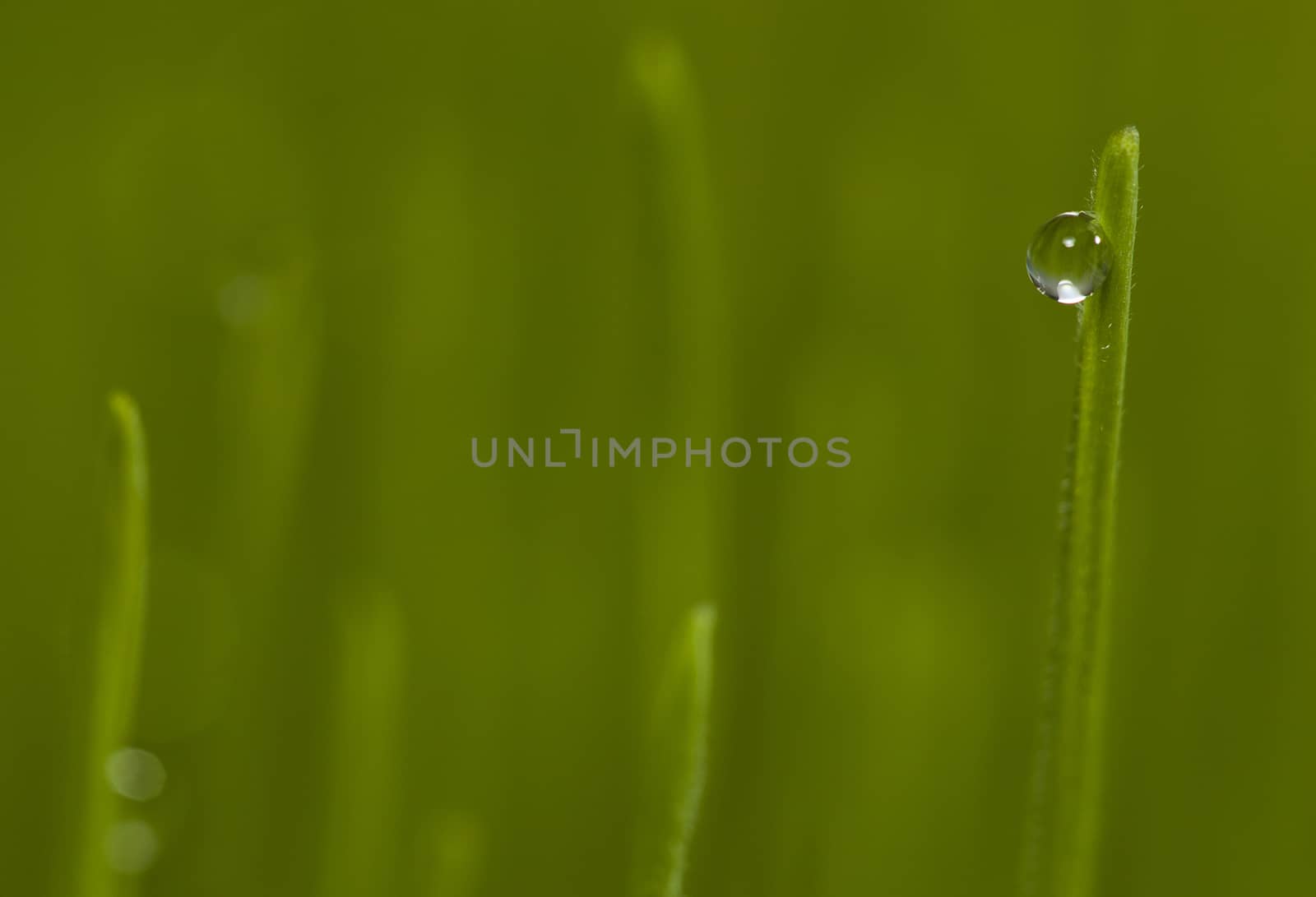 green grass with dew drops.