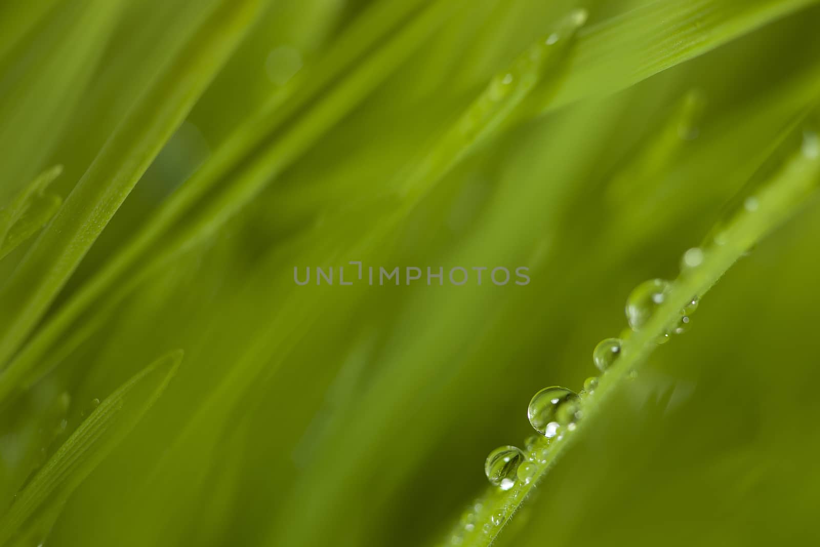 green grass with dew drops.