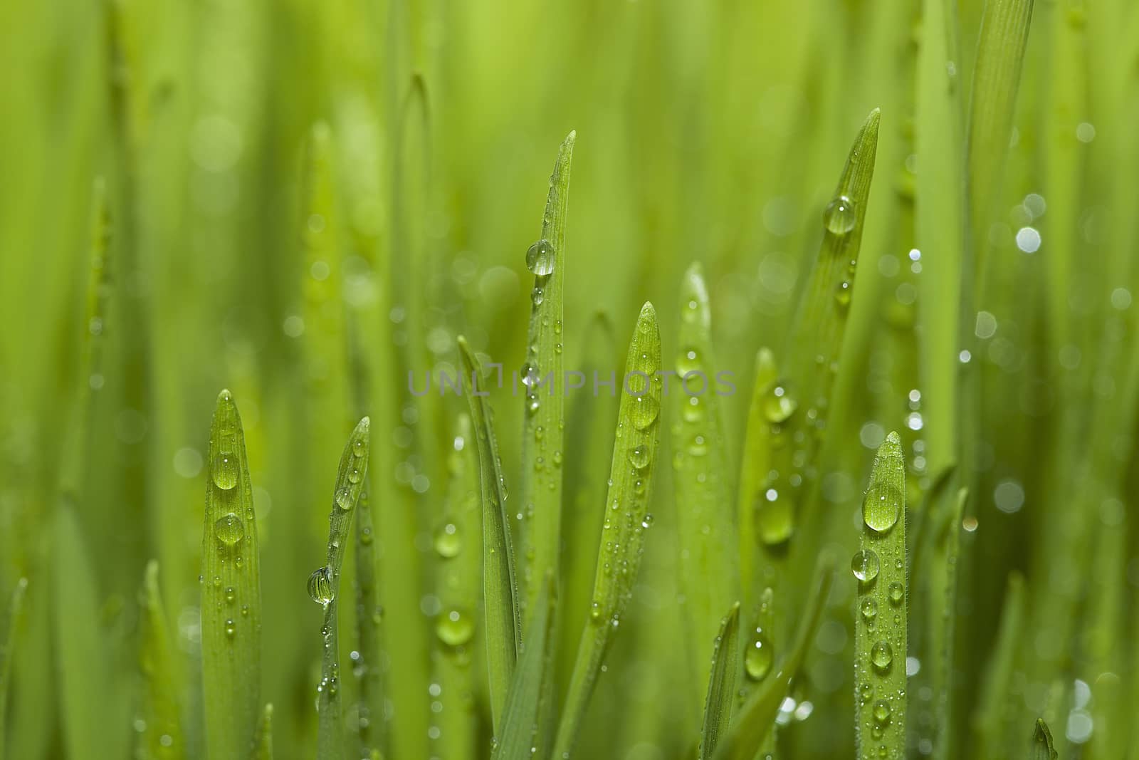 Grass. Dew on the grass. by sergey_pankin