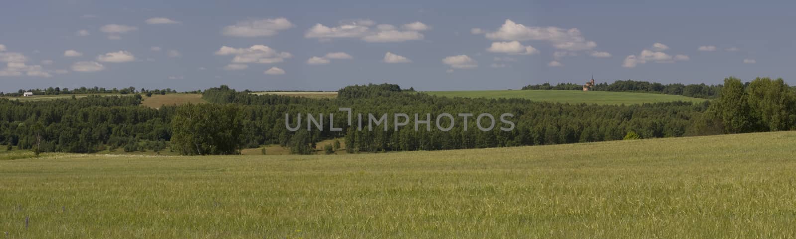 Panorama summer landscape with field and forest.