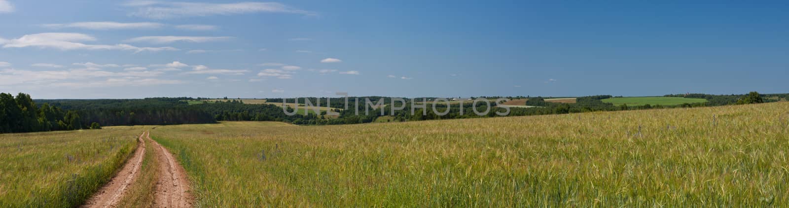 Panorama summer landscape with field and forest.