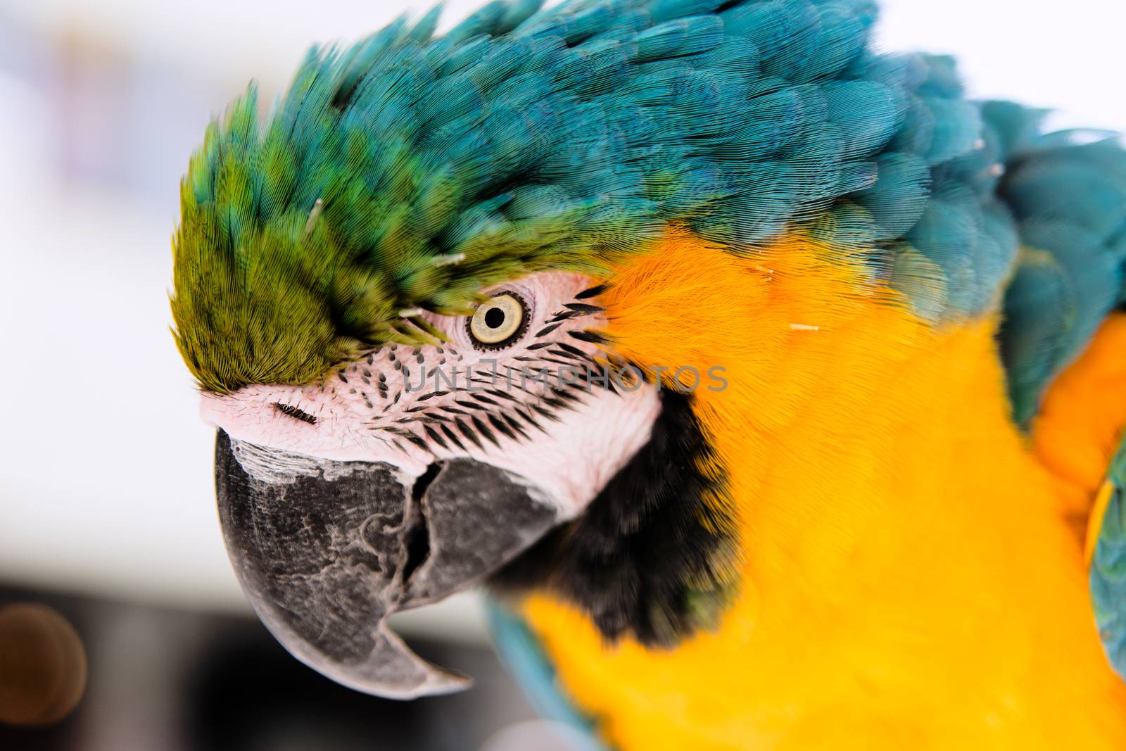 Large parrot stares one eye on the photographer