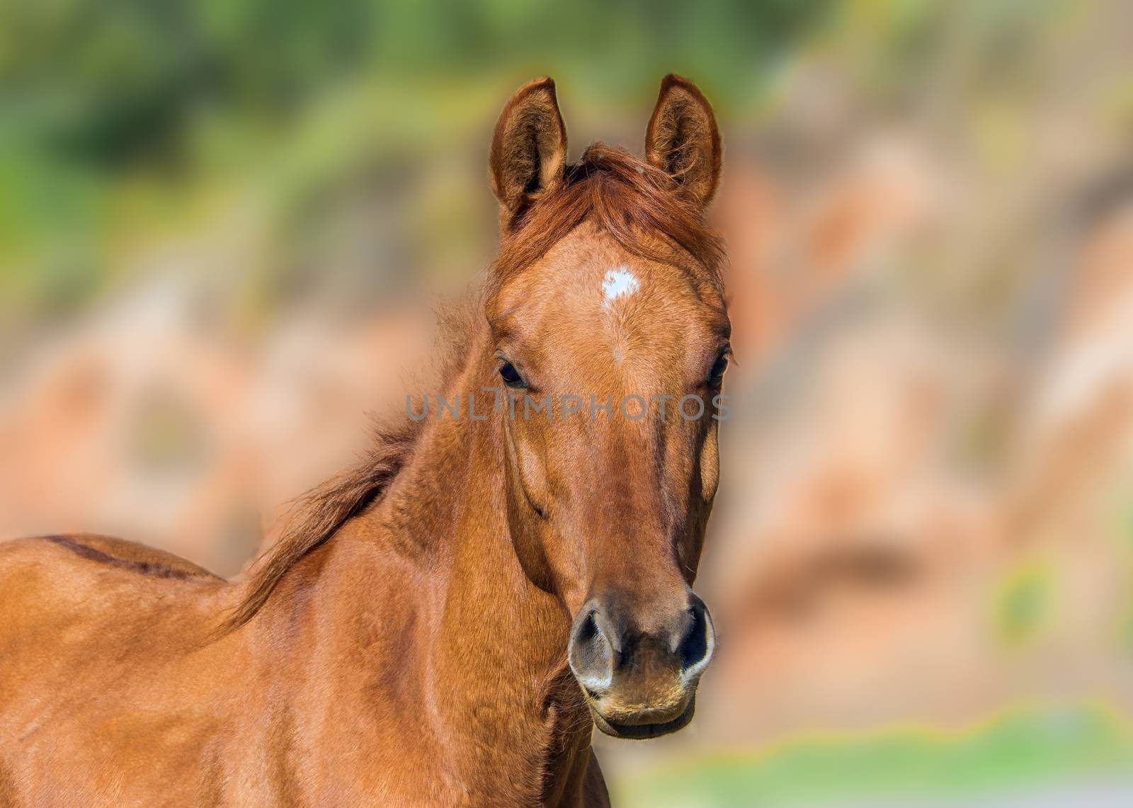 

Little beautiful foal very carefully looking at photographer