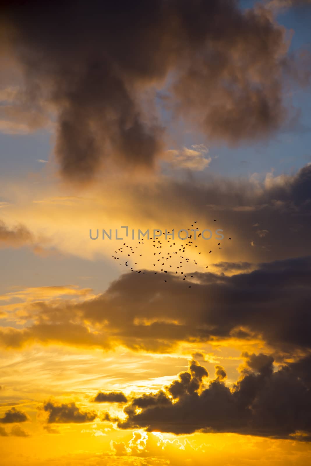 bright orange sunset sky with starlings by morrbyte