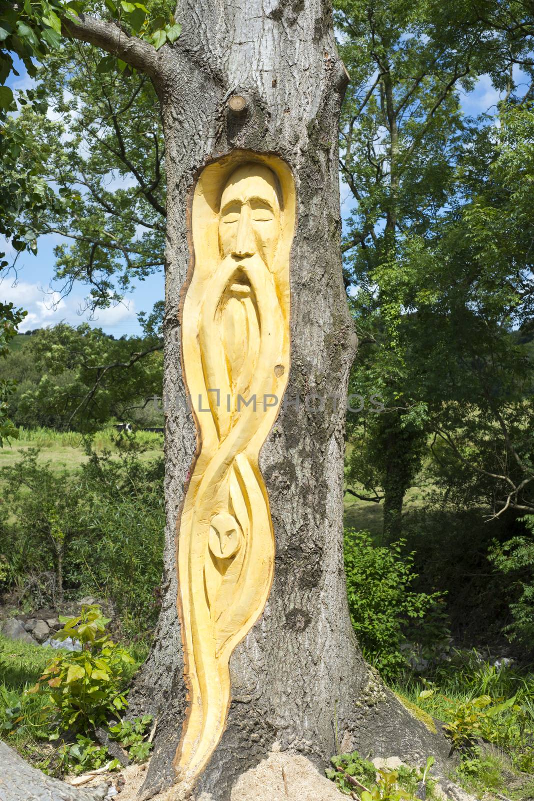 celtic tree engraving in tarbert park by morrbyte