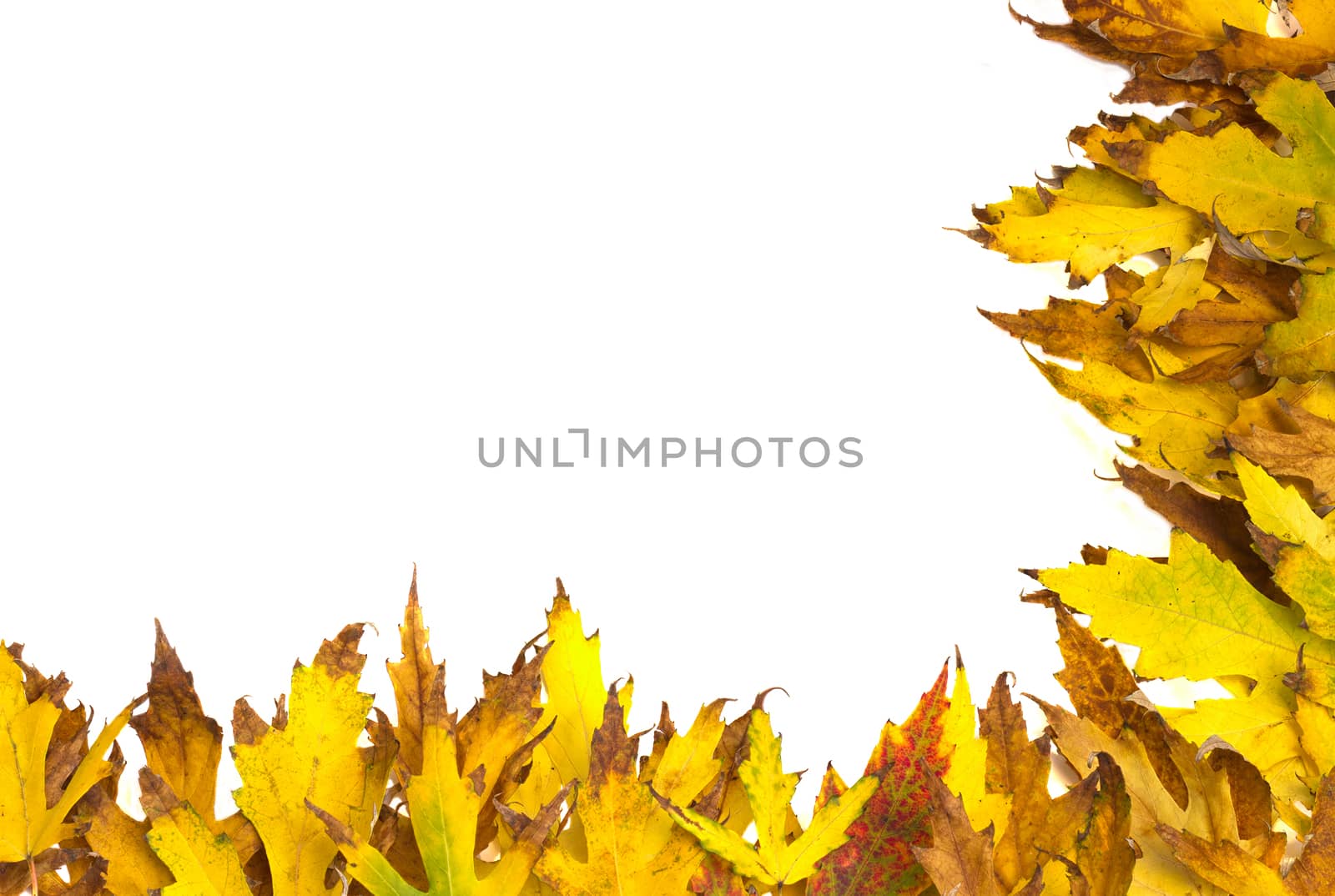 Autumn frame by Kidza