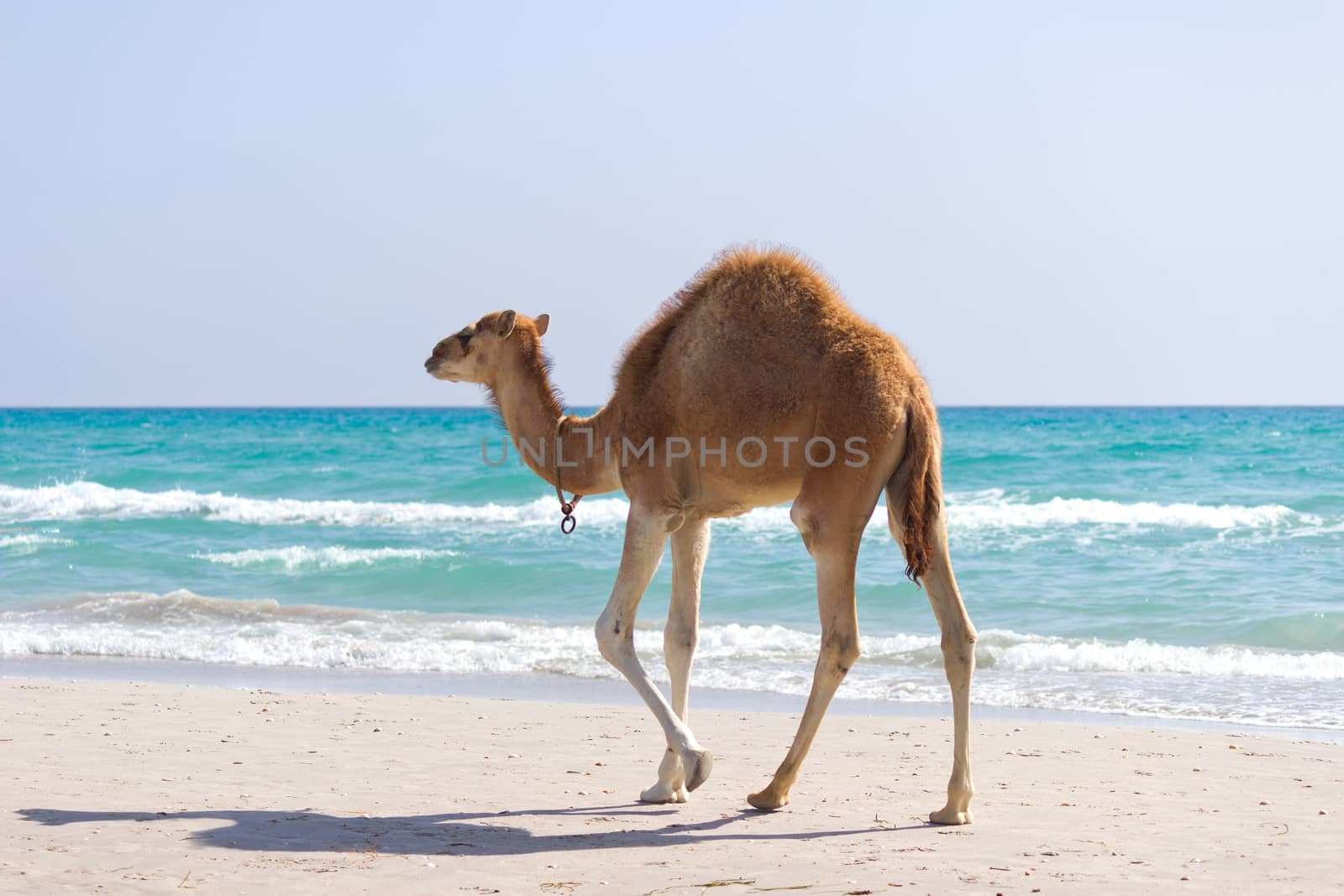 Baby camels walking the seashore