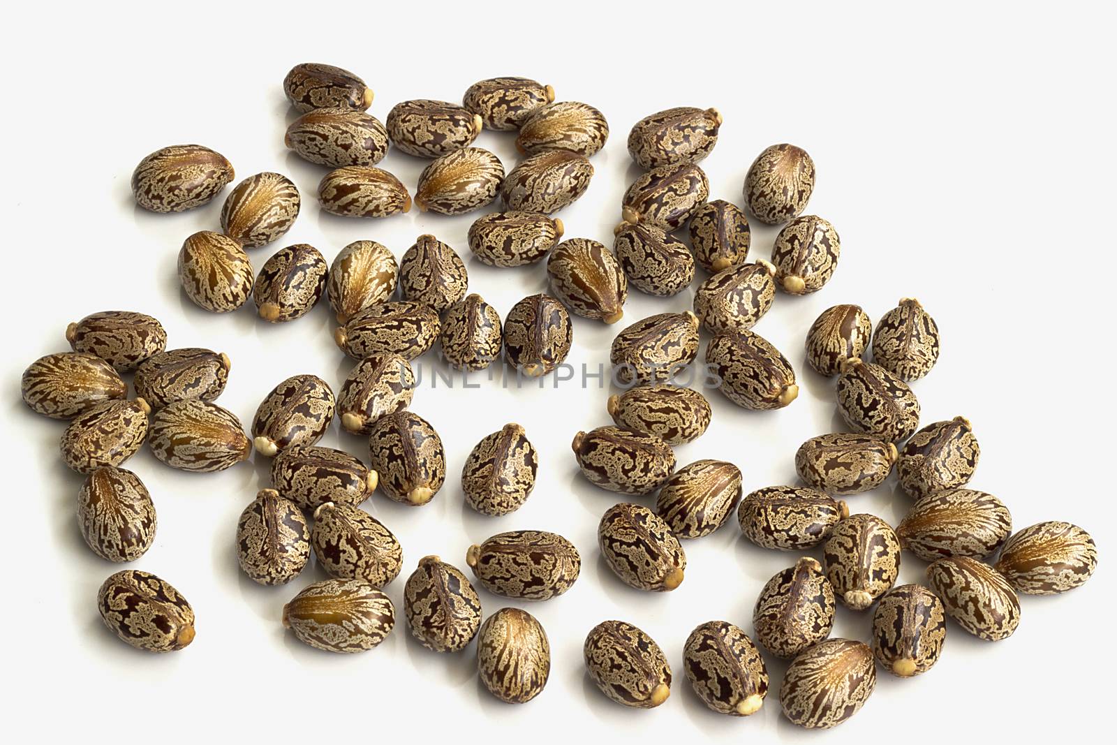 Castor oil seeds by Kidza